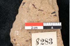Foto (Detailansicht) von Araucaria sternbergii Goeppert (NHMW-GEO-2024-0188-8283)